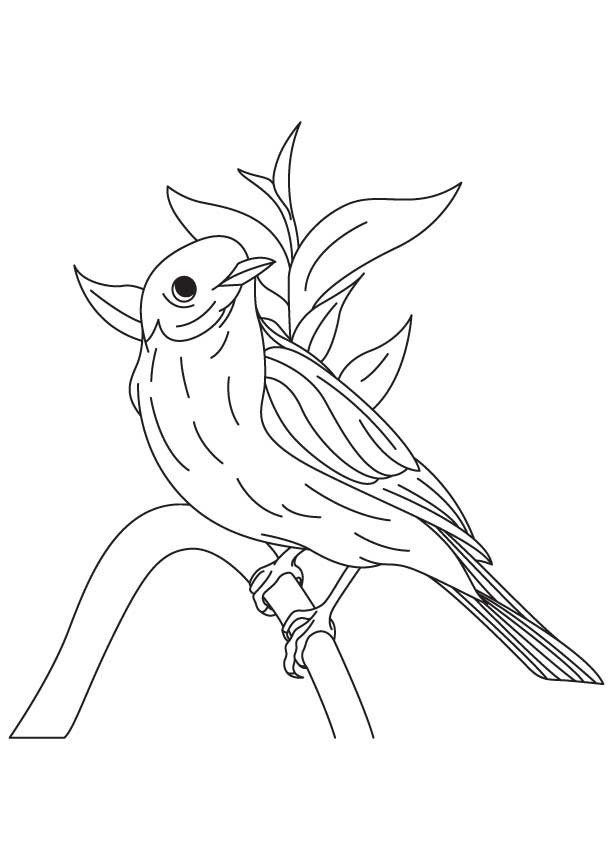 Western bluebird coloring page | Download Free Western bluebird