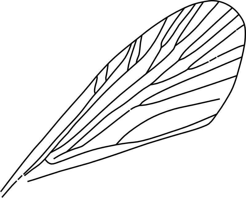 Clipart - insect wing
