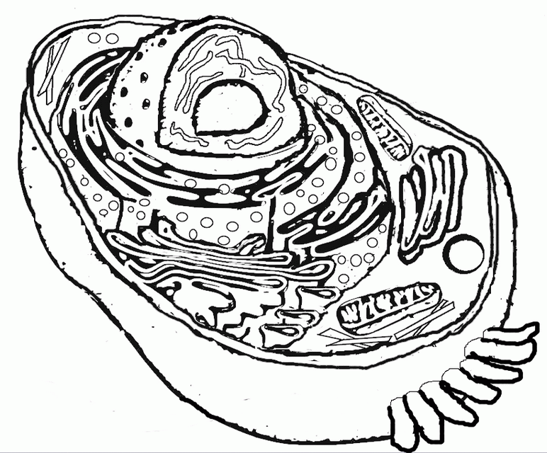 Prokaryotic Cell Worksheet Coloring Pages 5456