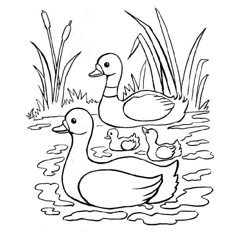 Free Pictures Of Ducks To Color Download Free Pictures Of Ducks To Color Png Images Free Cliparts On Clipart Library