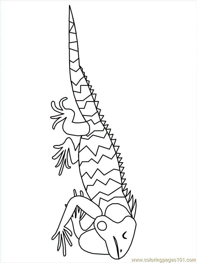 printable coloring page mexican iguana countries mexico