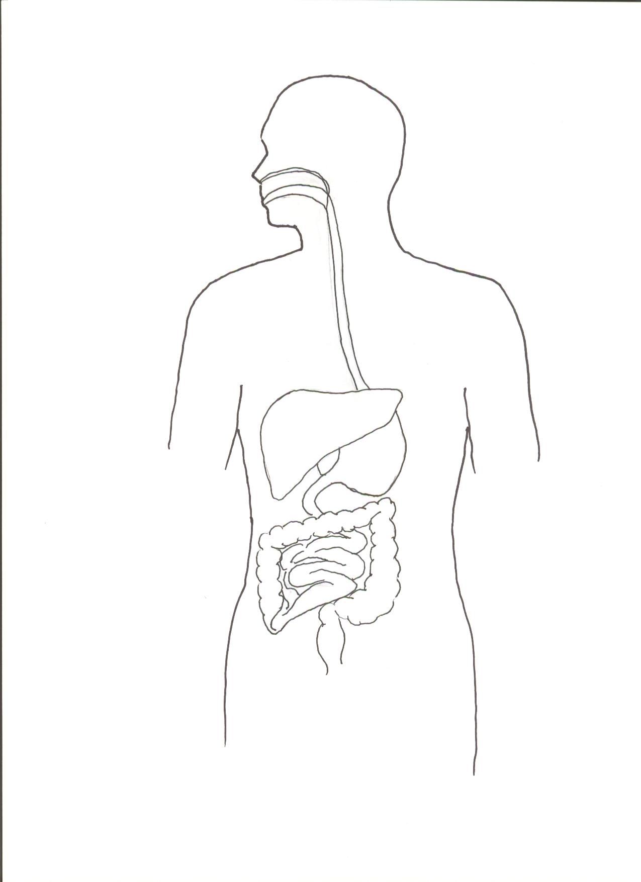Free Digestive System Coloring Page Download Free Digestive System