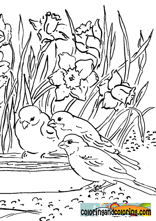 Free Birds And Flowers Coloring Pages, Download Free Birds And Flowers