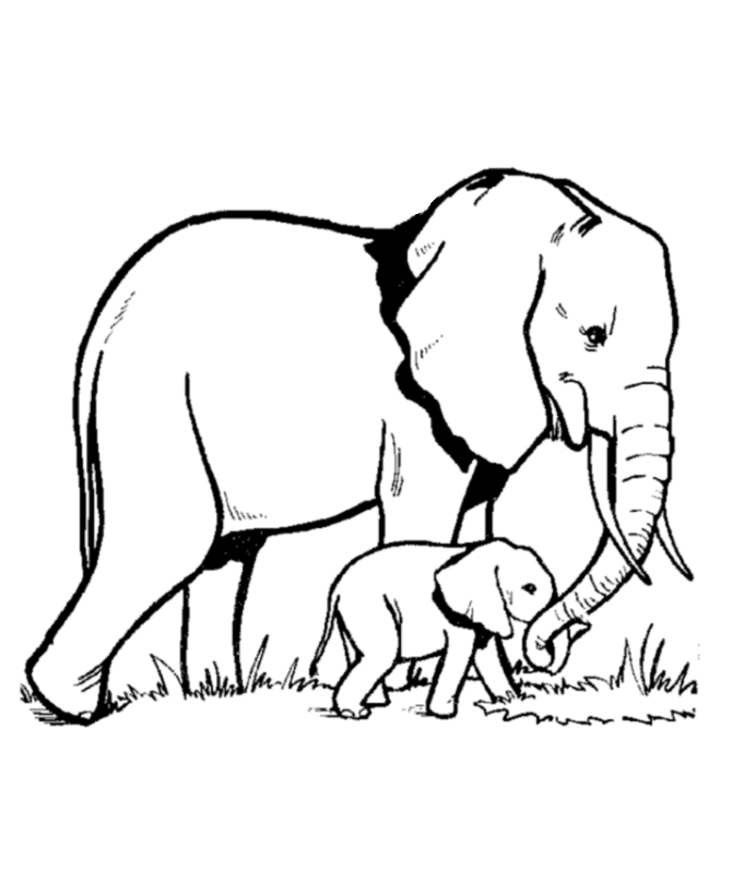 Wild Animal Coloring Pages | Elephant Family Coloring Page