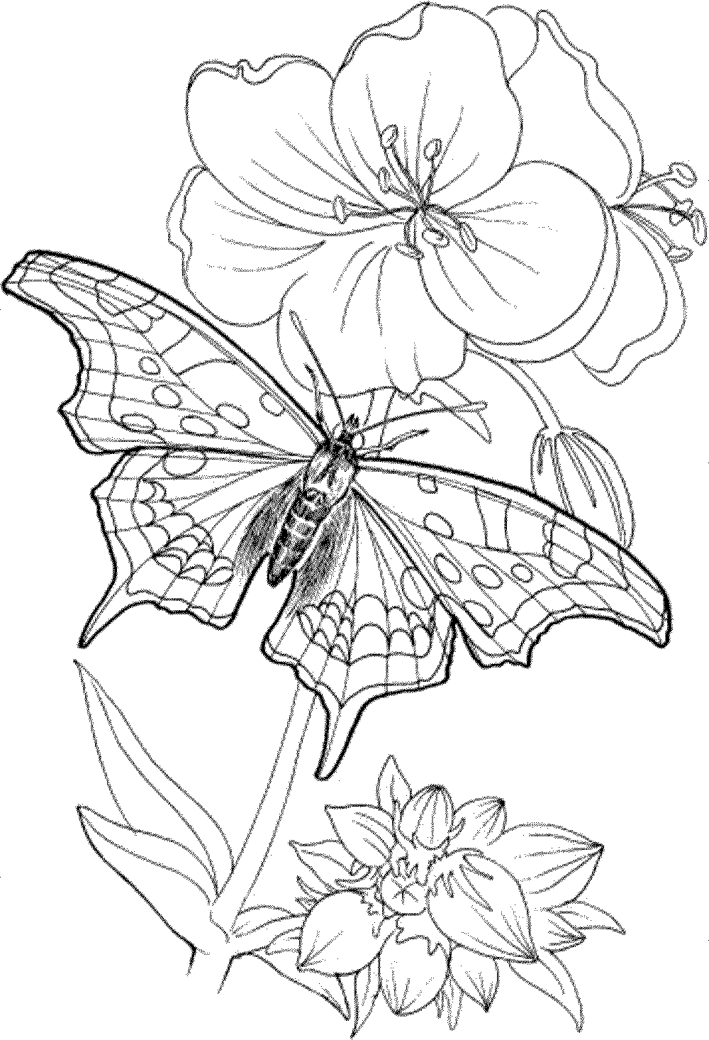 adults only coloring page