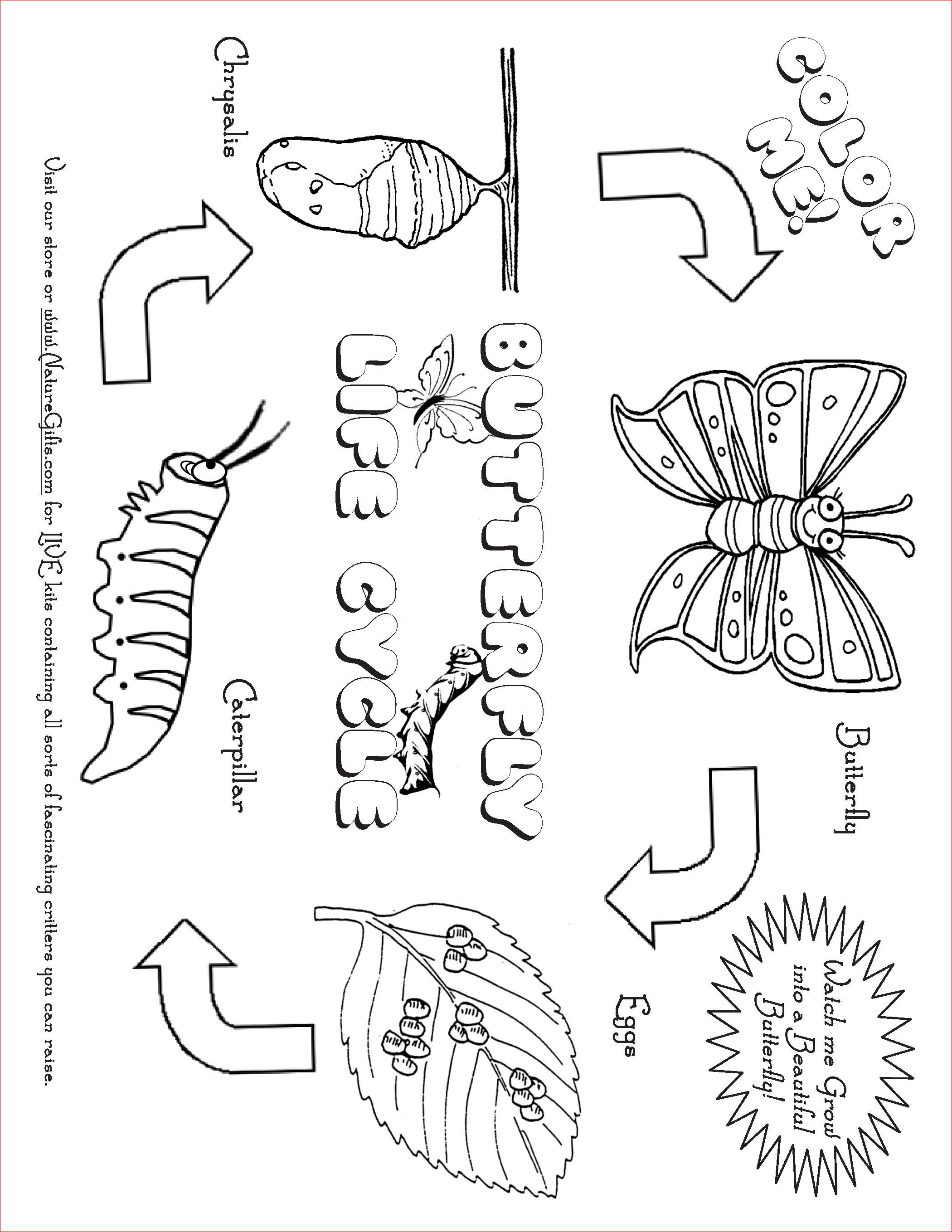 Butterfly Life Cycle Worksheet