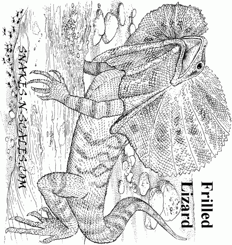 Free Basilisk Lizard Coloring Page Download Free Basilisk Lizard