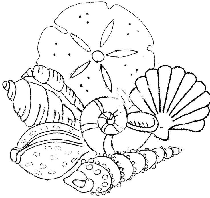 Seashell Coloring Pages For Adults