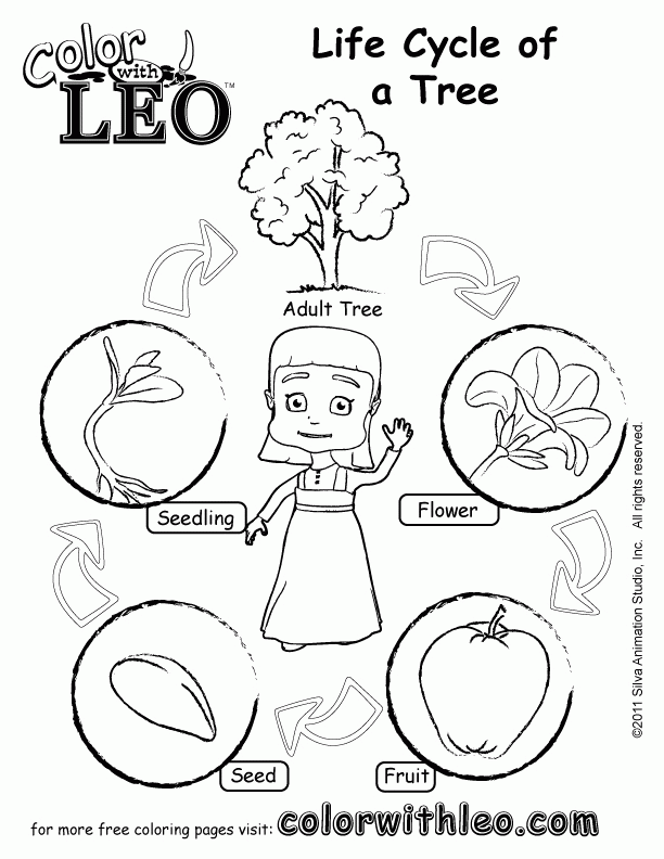 free coloring pages plant life cycle