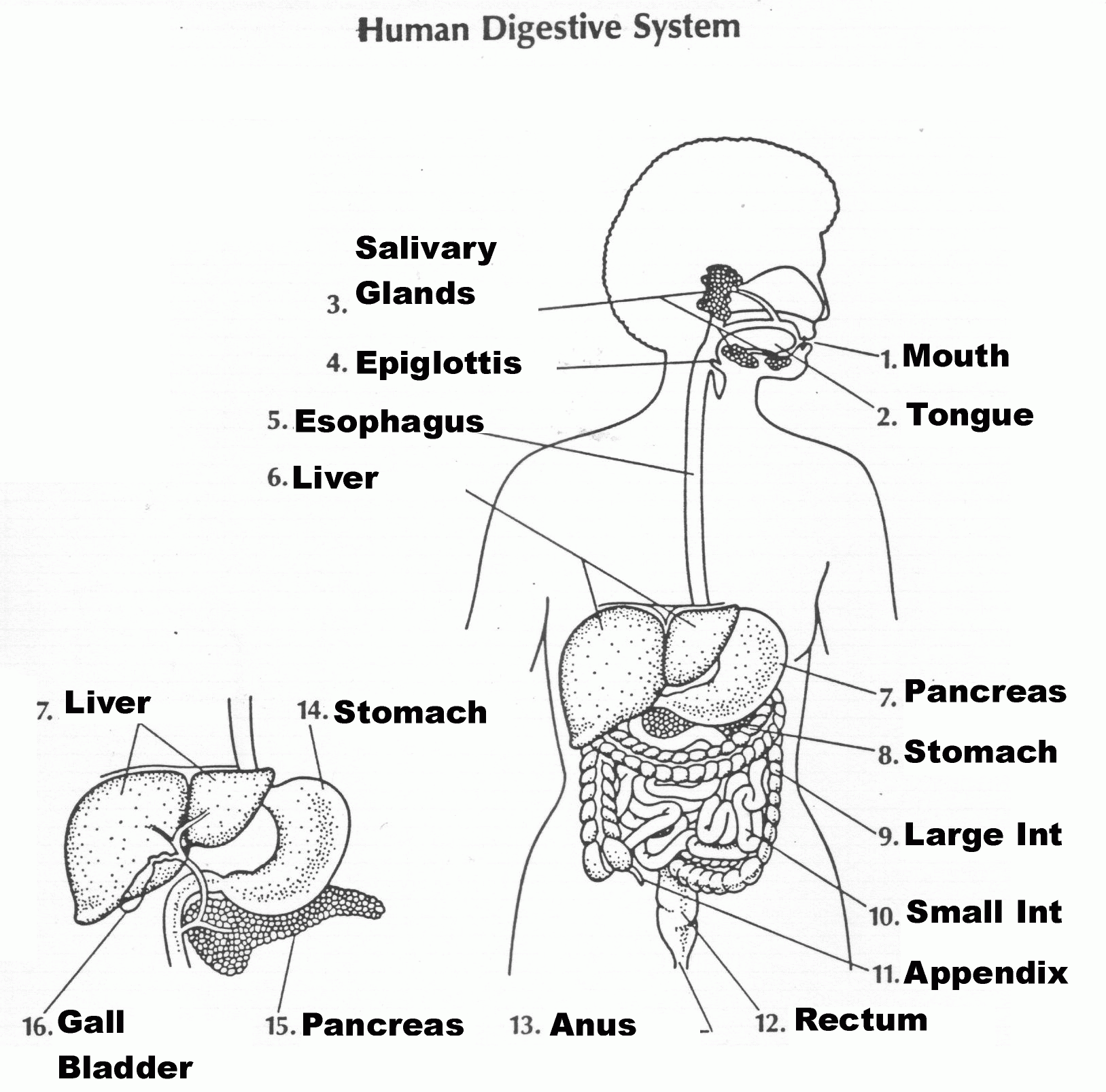 human digestive system chapter 22 - Clip Art Library Regarding Digestive System Worksheet Answer Key