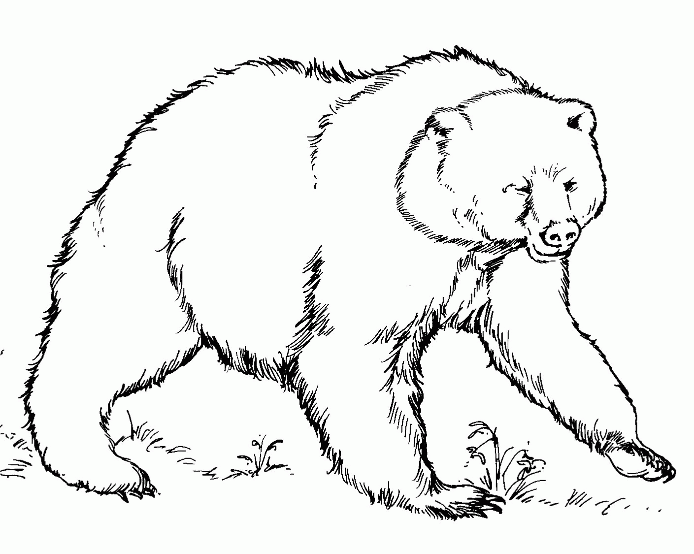 Best Photos of Black Bear Coloring Pages - Bear Coloring Pages