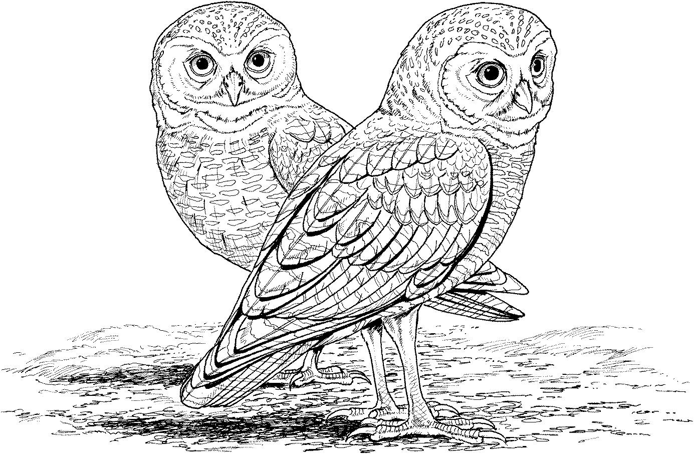 free realistic owl coloring pages   Clip Art Library