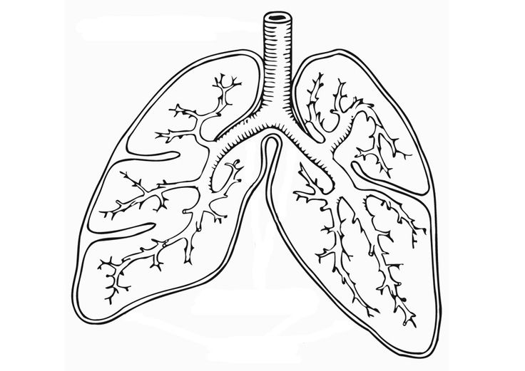 Free Respiratory System Coloring Page Download Free Respiratory System Coloring Page Png Images Free Cliparts On Clipart Library