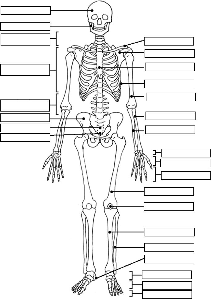 Free anatomy diagrams to label