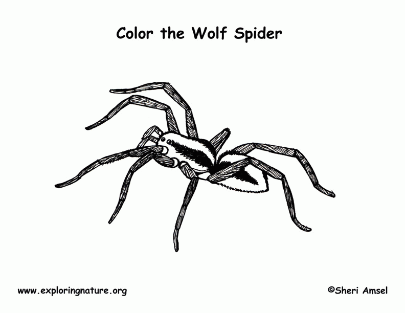 Free Coloring Page Of A Spider, Download Free Coloring Page Of A Spider