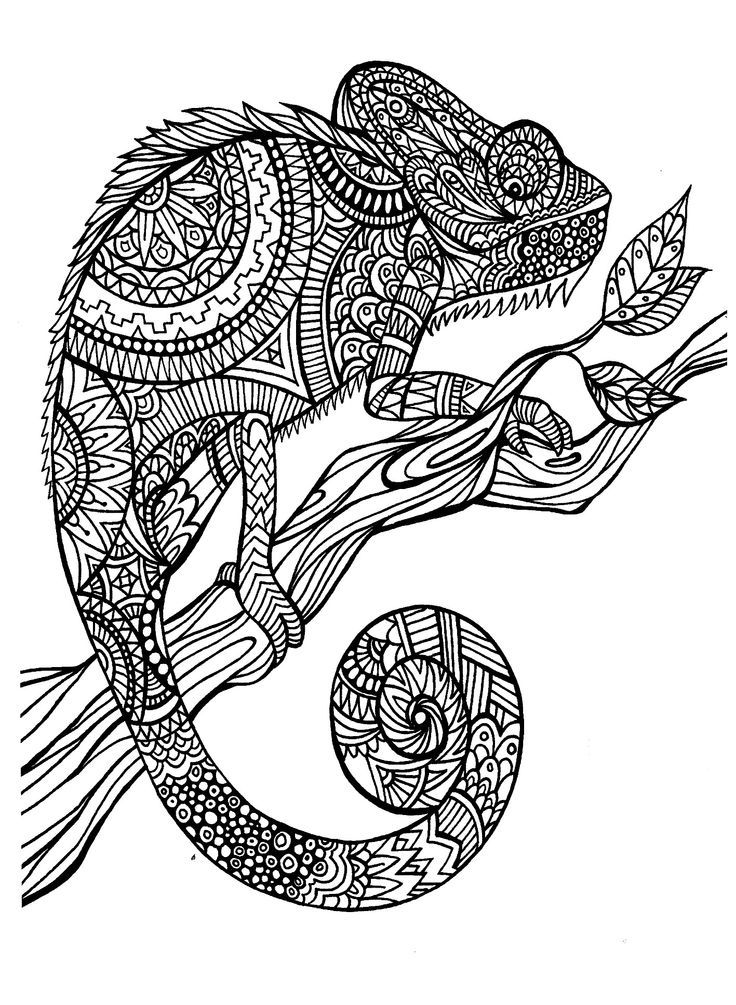 detailed animal colouring pages - Clip Art Library