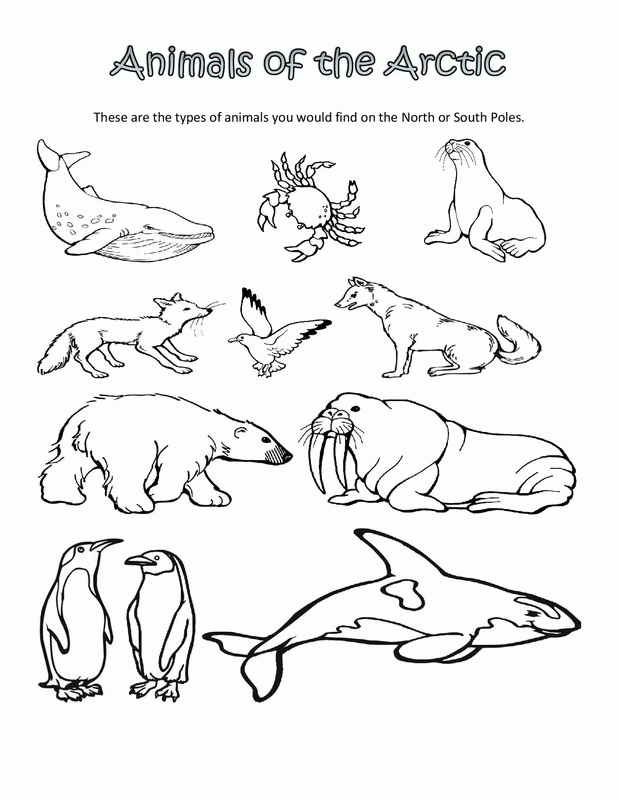 Artic Animals For Coloring Clip Art Library