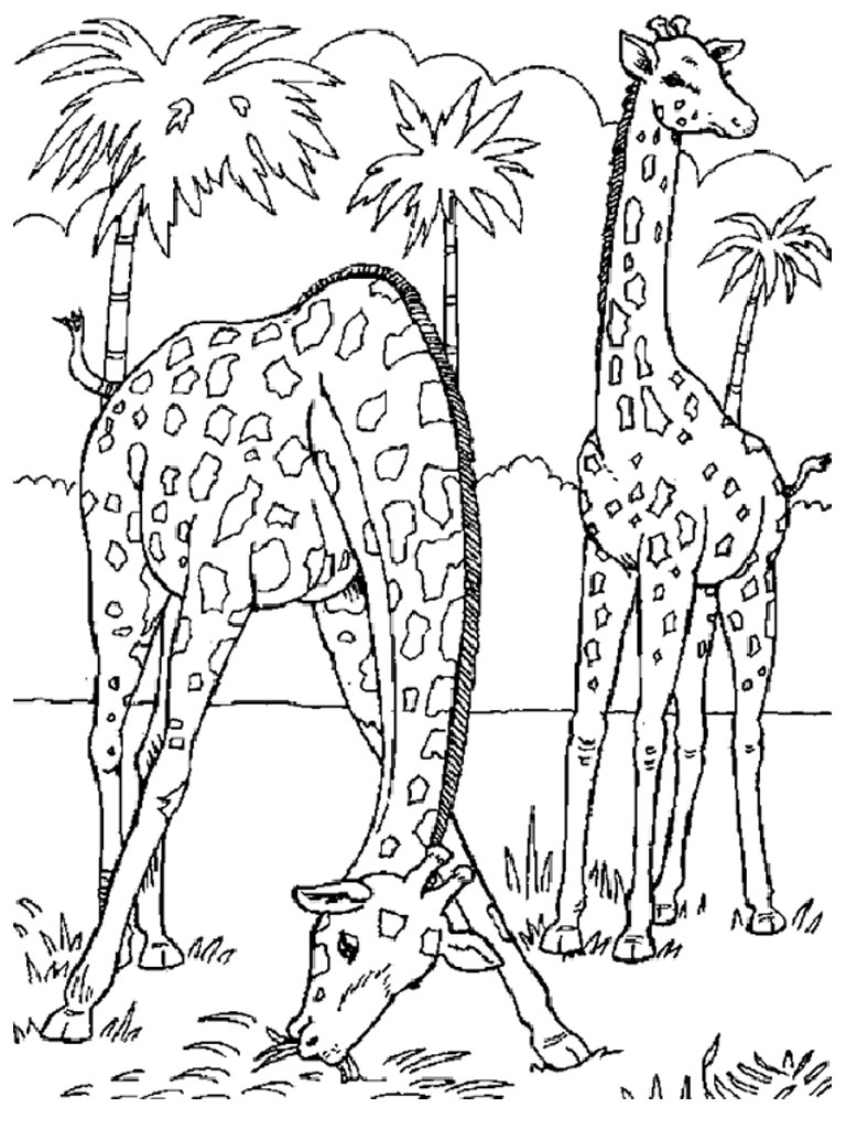 giraffe coloring pages for kids   Clip Art Library