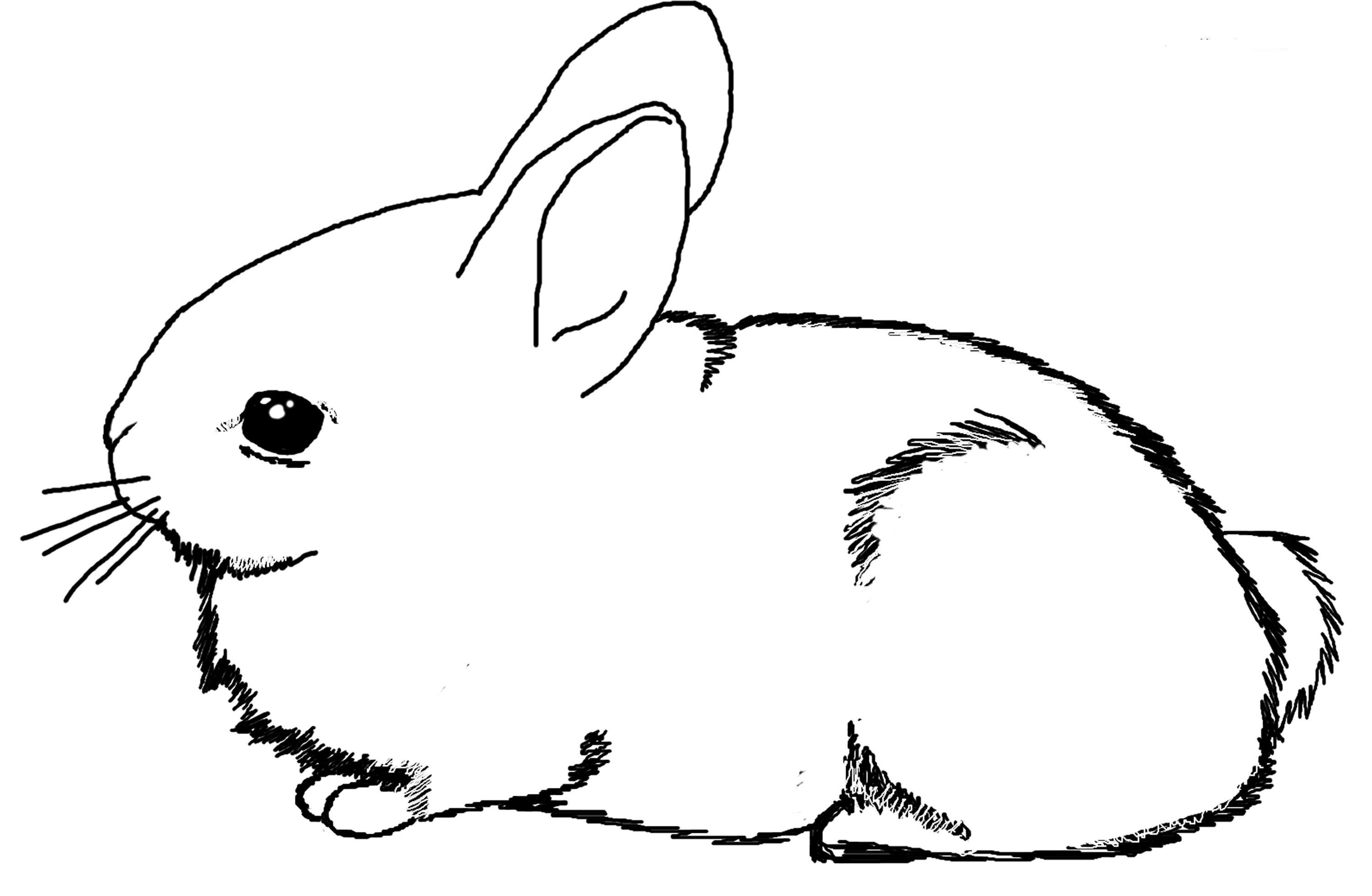 Bunny Coloring Pages Picture 3 � Bunny Coloring Pages Coloring