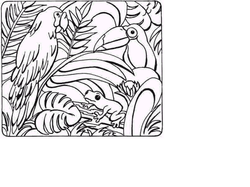 rainforest-coloring-pages-to-print-rainforest-coloring-pages-kids