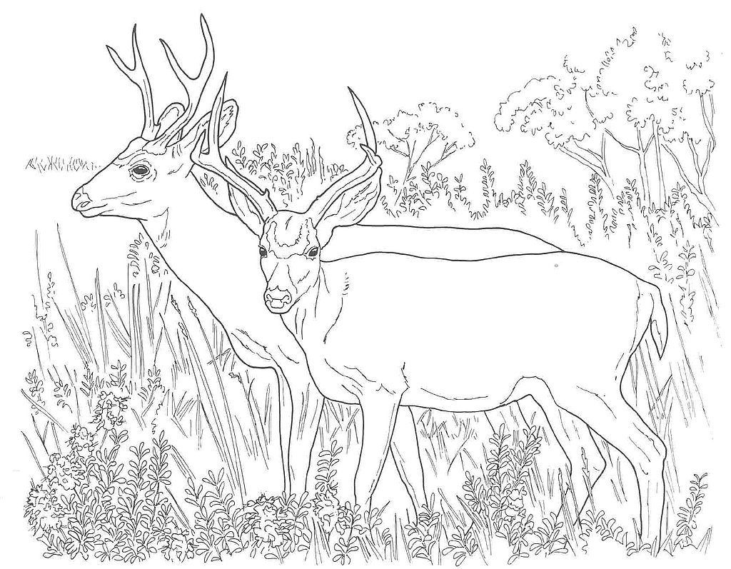 free-free-kids-hunting-coloring-page-download-free-free-kids-hunting