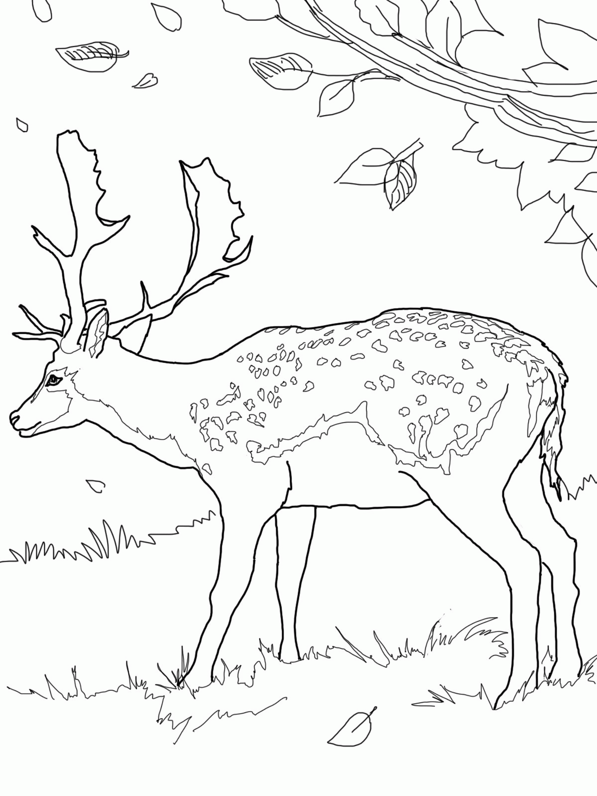 Free Deer Coloring Pages Printable Download Free Deer Coloring Pages 