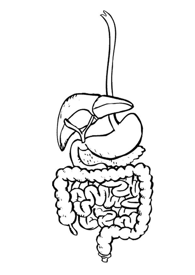 Coloring page digestive system 