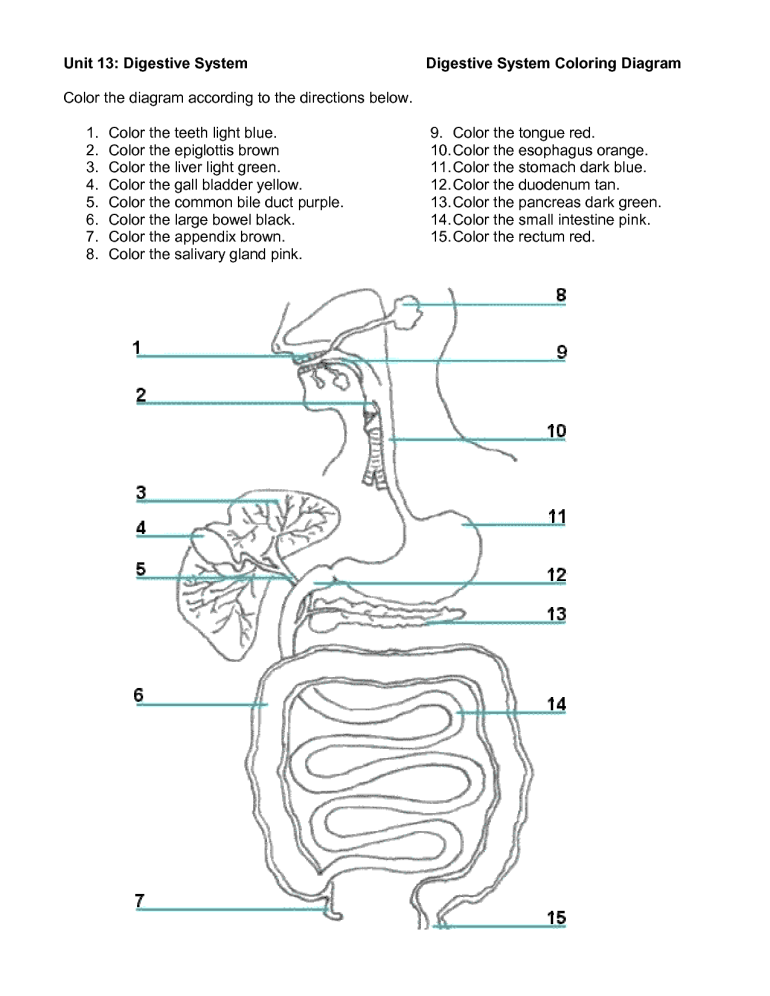 Digestive System Colouring Worksheet | High Quality Coloring Pages