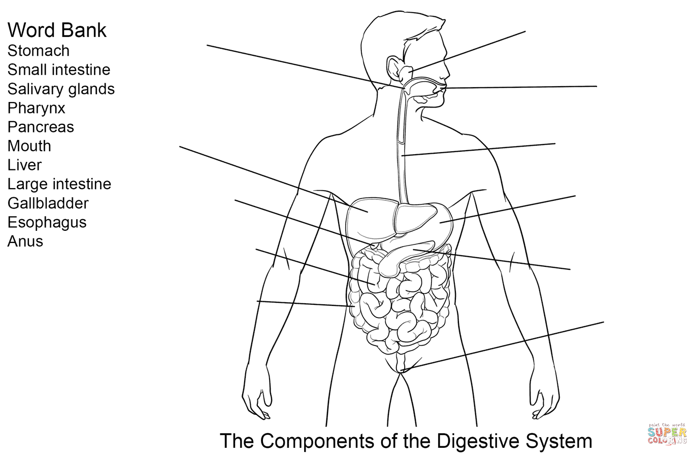 Components of Digestive System Worksheet coloring page | Free