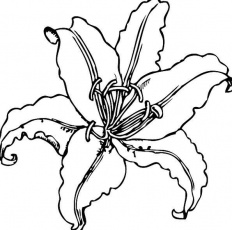 Featured image of post How To Draw A Tiger Lily Flower Step By Step - 236x274 lily flowers drawings white lily by shazwald {embroidery.