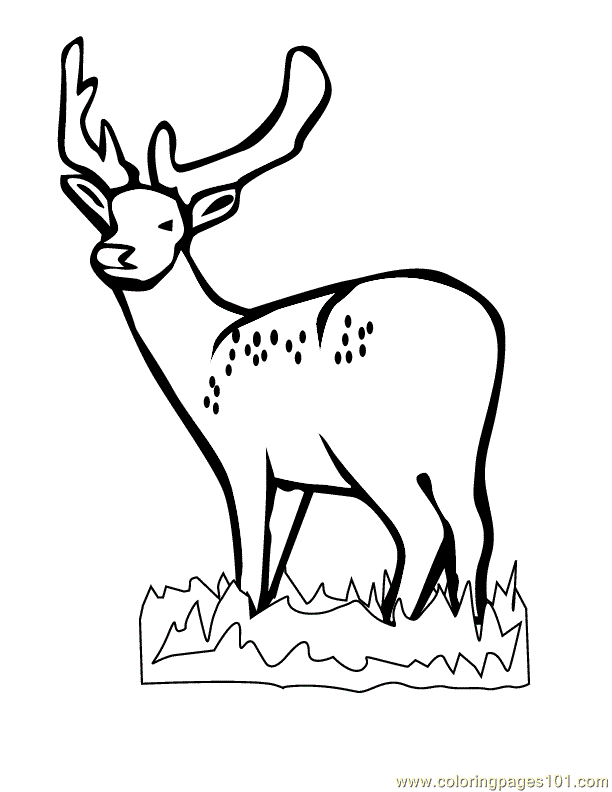 Cute Deer | Coloring Page for Kids