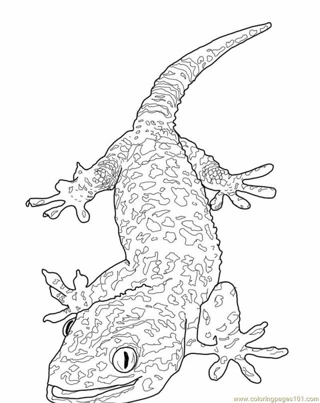 Coloring Pages Tokay Gecko Lizard Reptile Gt Lizard Free