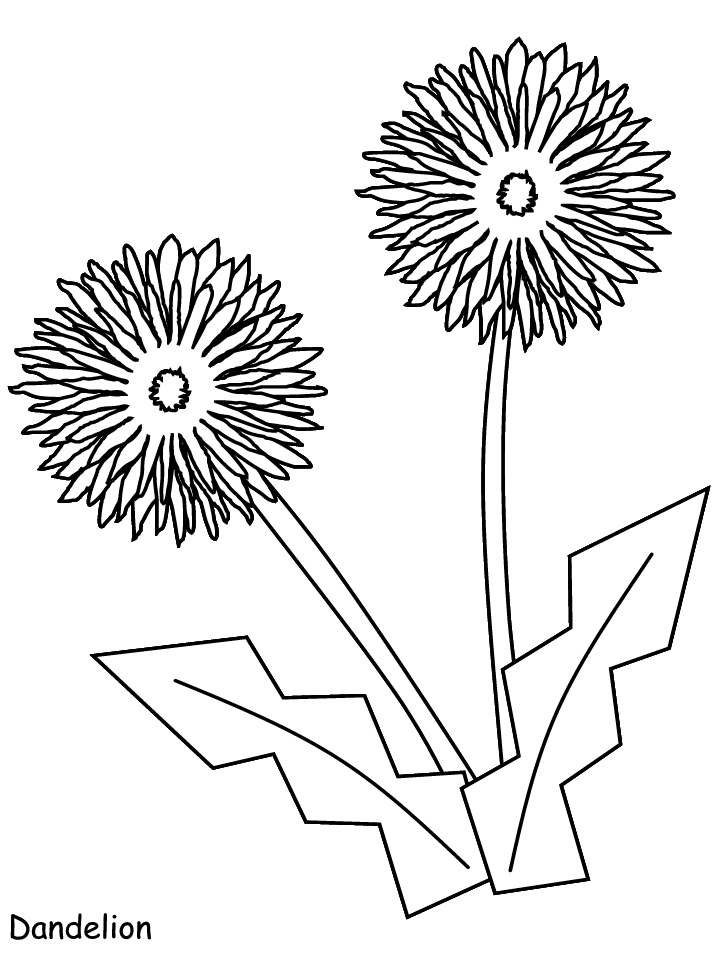 Printable Dandelion Flowers Coloring Page | Coloring Page Free