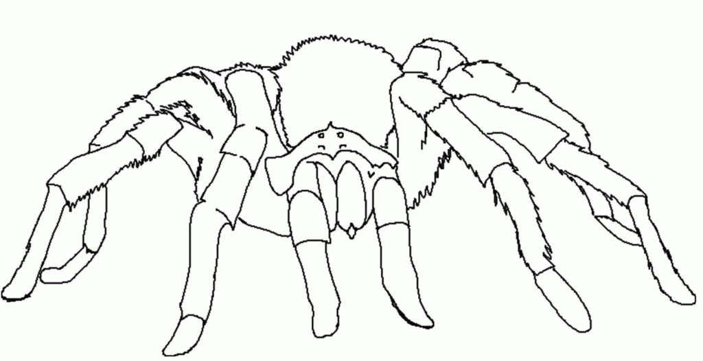 Educational Tarantula Spider Coloring Page 