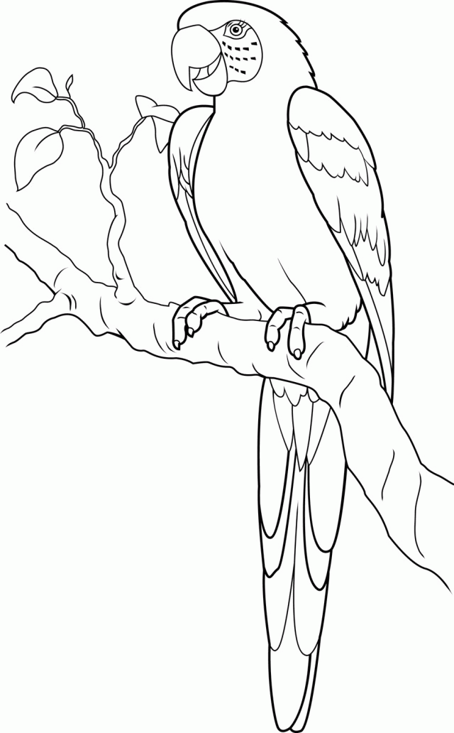 Macaw Colouring Page Scarlet Macaw Coloring Page