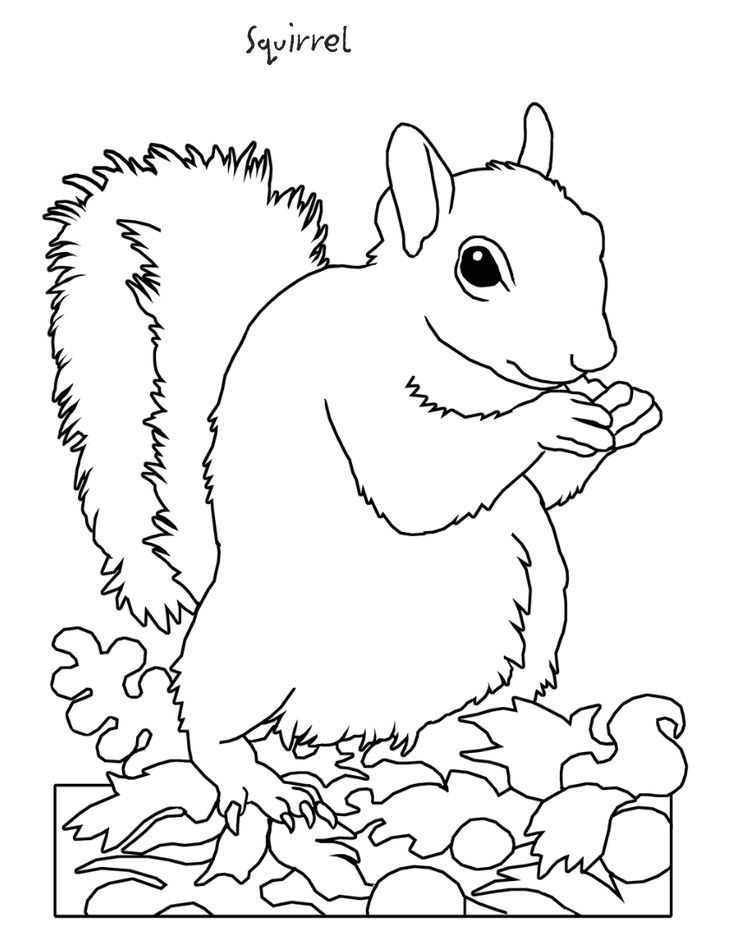 Coloring Pages Of Animals In The Rainforest | Free coloring pages