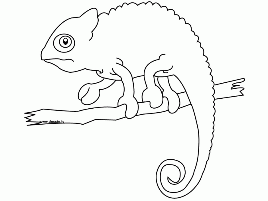 Printable Chameleon Coloring Page Clip Art Library