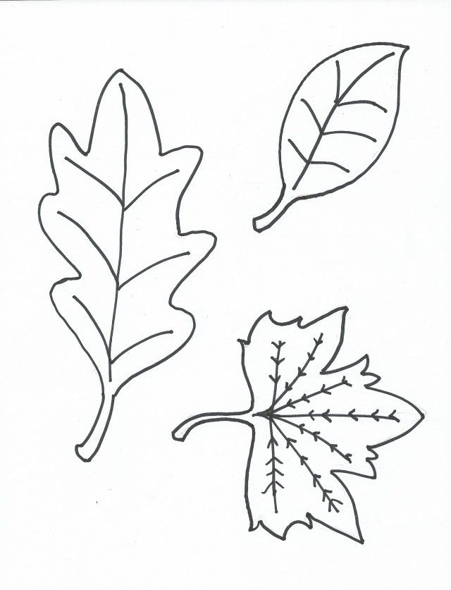 Viewing Gallery For Leaf Coloring  Oak Leaf Coloring Page