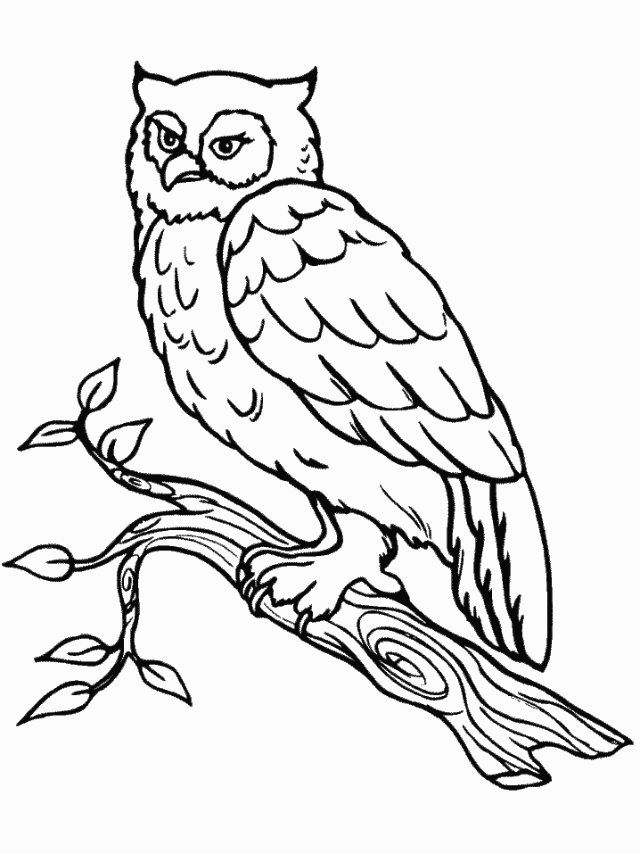 Free owl coloring page | Free Owls to Color / Owl Worksheets - School