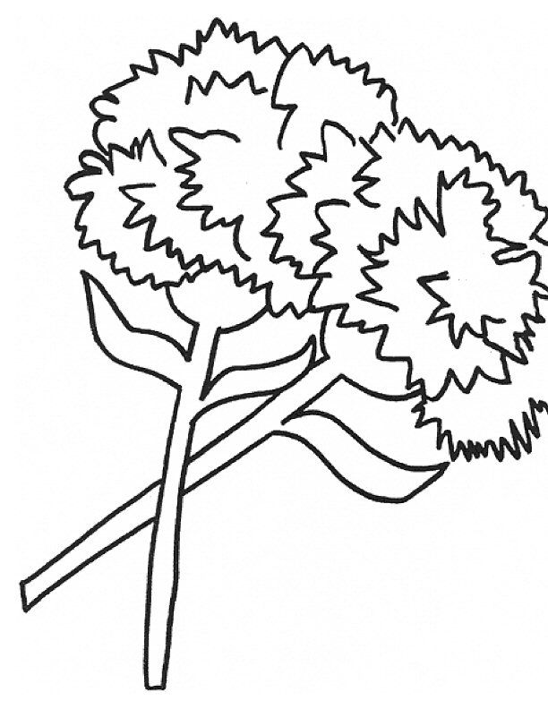 CARNATIONS Colouring Pages