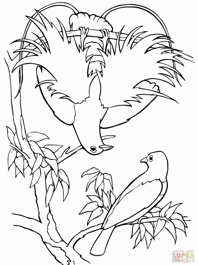 Blue Bird Of Paradise Coloring Page 