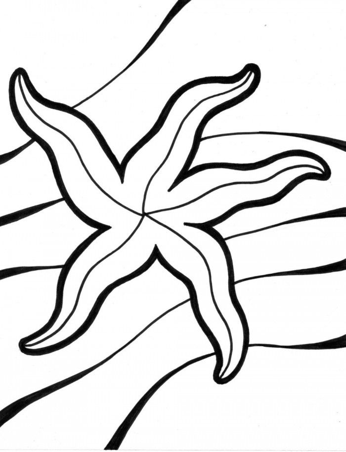 Starfish Coloring Page Educations