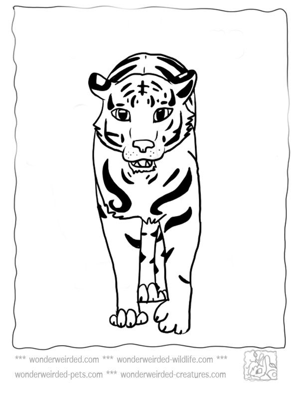 Tiger Coloring Pages,Echos Free Coloring Pages Tiger Pictures