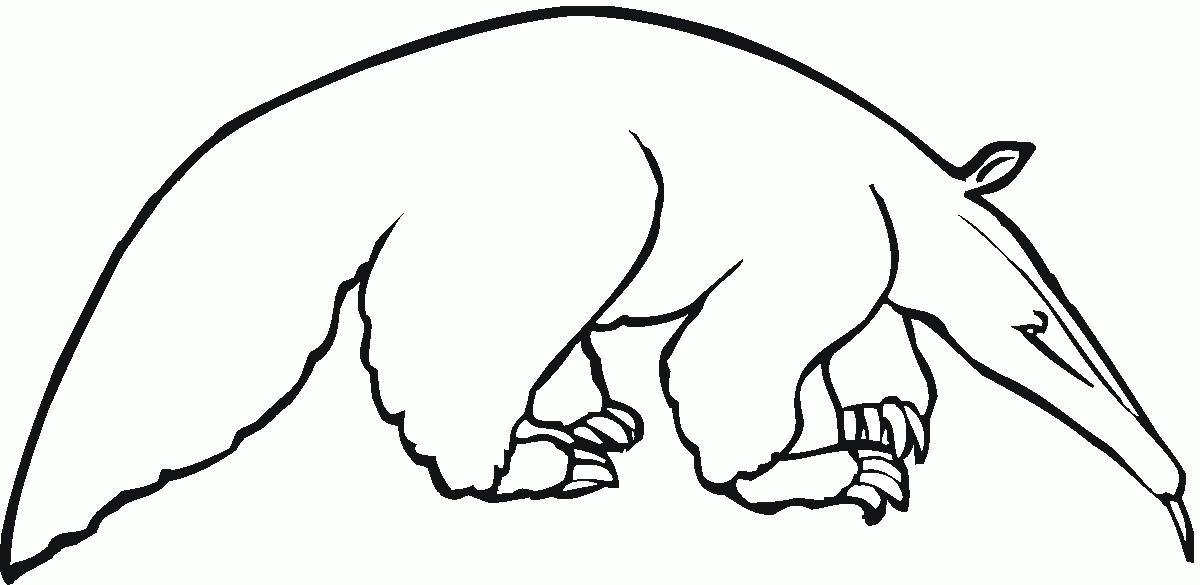 Anteater Coloring Pages Printable 