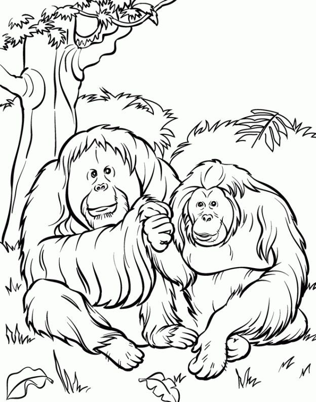 Zoo Animal Coloring Pages | Pics to Color