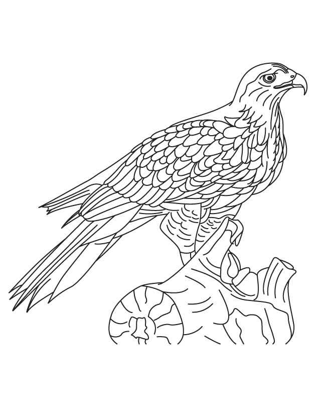 shinned hawk coloring page | Download Free shinned hawk coloring