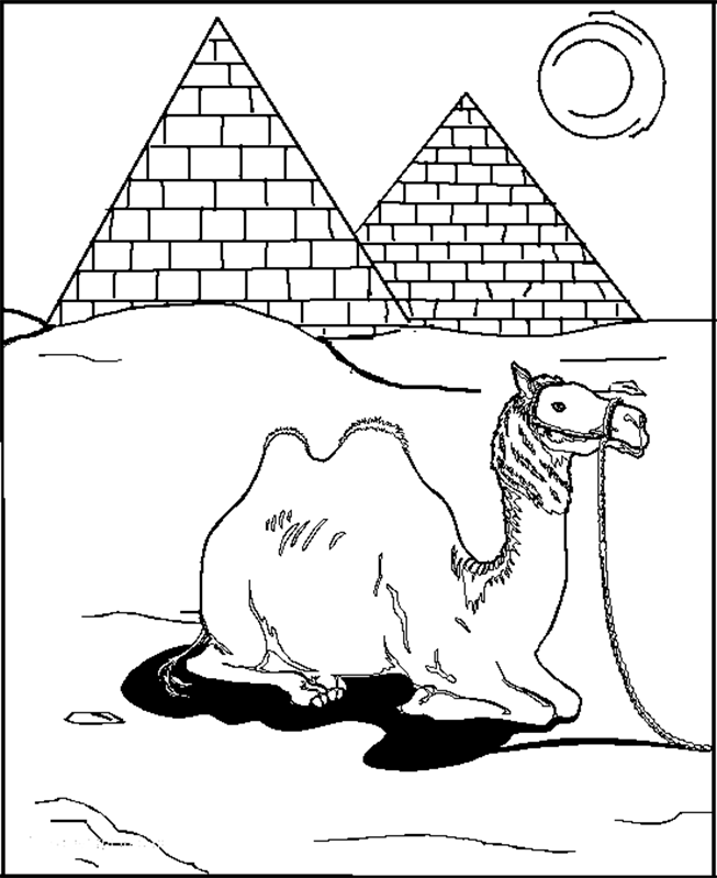 Camel | Coloring