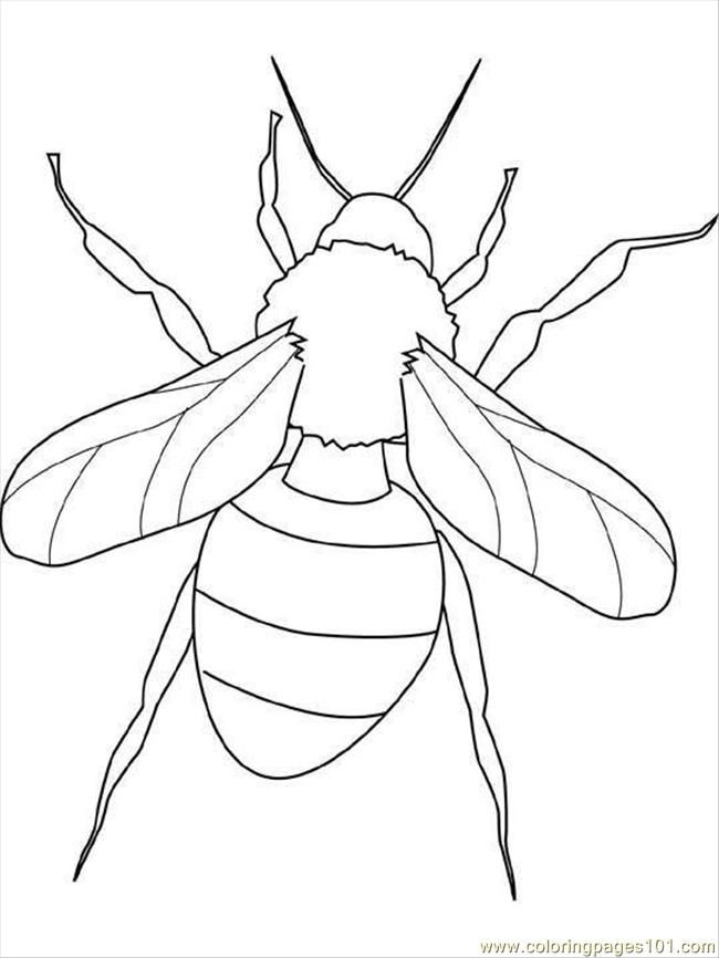 pages grasshopper animals insects printable coloring page