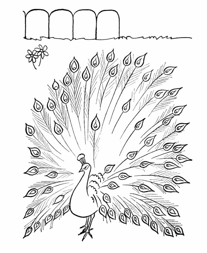 Farm Animal Coloring Pages | Printable Peacock Coloring Page