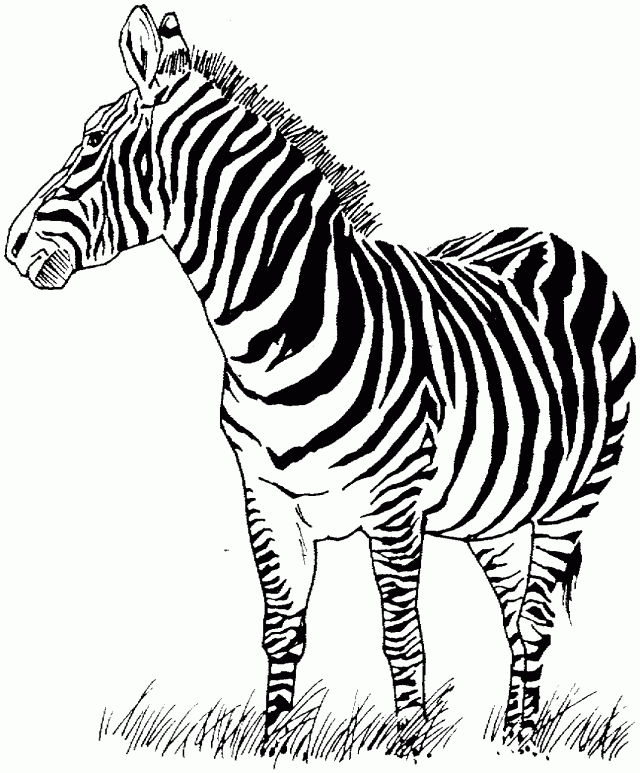 Zebra Coloring Pages / Zebra Coloring Pages Online Coloring Pages